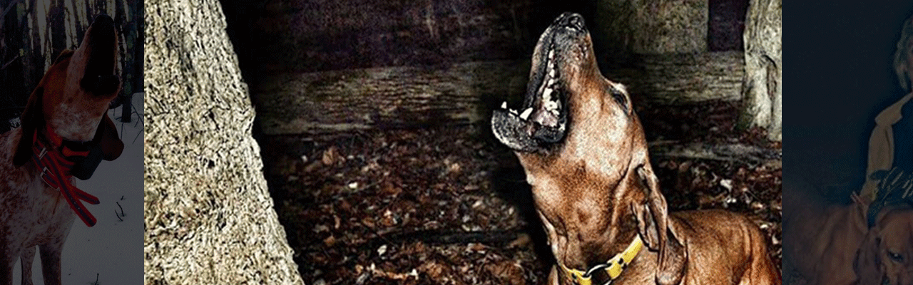 An Introduction to 'Hound Life'