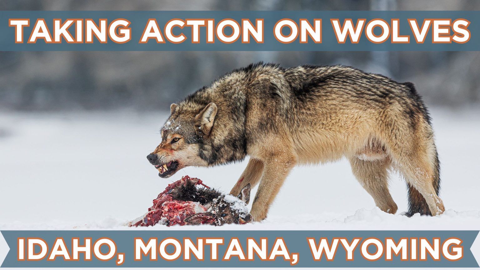 Sportsmen’s Alliance Appeals Northern Rocky Mountain Wolf Case