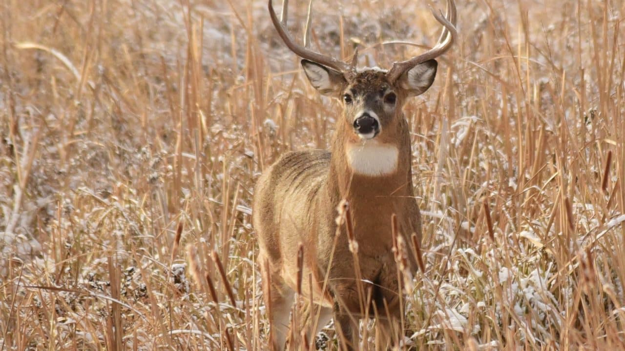 whitetail buck deer front USFWS